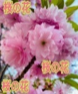 桜の花