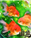金魚～キンギョ～