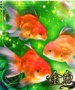 金魚～キンギョ～